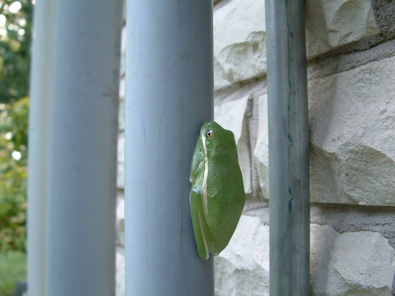 tree_frog_a