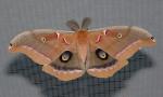 Polyphemus_Moth_5_624_inch